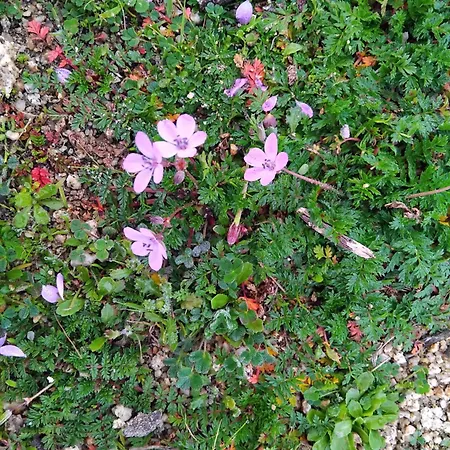 شقة Efthea Valley Skala Sikias