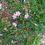 דירה Efthea Valley Skala Sikias